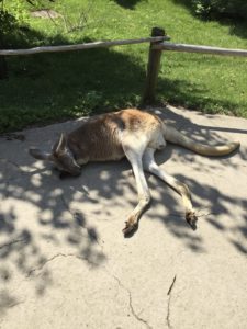 A post-workout kangaroo